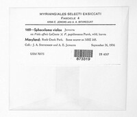 Elsinoe violae image